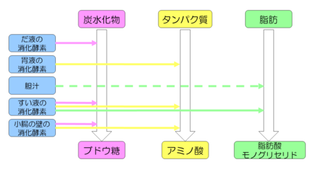 動物の生活と生物の進化 Novita 勉強法