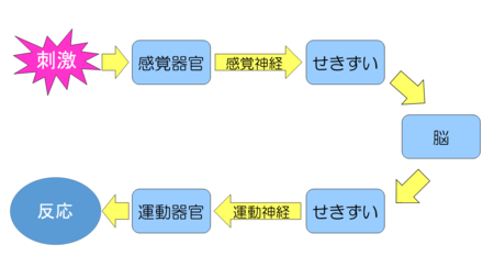 動物の生活と生物の進化 Novita 勉強法